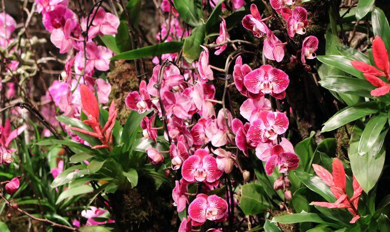 Blumenhalle Internationale Grüne Woche